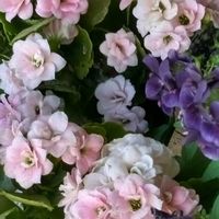 カランコエ,シャクヤク,フクシア,パンジー,オルレアの画像