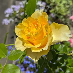 バラ,花のある暮らし,黄色の花,ありがとう♡,挿し木から成長の画像