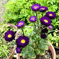 アスター,花のある暮らし,緑のある暮らし,iPhone撮影,世界平和の画像