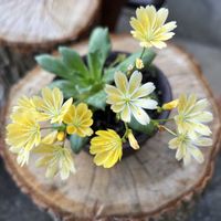 オダマキ,フリージア,レウィシアの画像