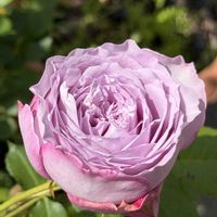 薔薇,お花,愛媛県,庭の画像