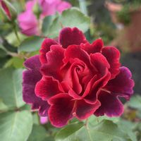 薔薇,お花,愛媛県,庭の画像