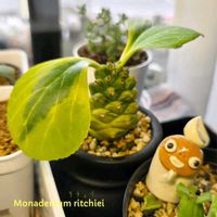 ナデシコ,エレンベッキー,モナデニウム  リチェイ錦,モナデニウム リチェイ,ハオルチア氷灯の画像