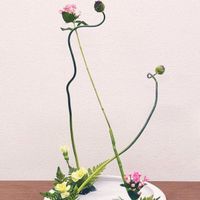 レザーファン,スプレーカーネーション,ブバリア,ブバルディア,丹頂アリアムの画像