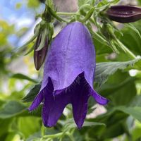 ホタルブクロ,アオバナホタルブクロ,地植え,ネコ好き,青い花の画像