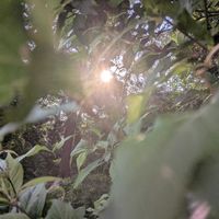 アジサイ,アジサイ,ムラサキシキブ,ムラサキシキブ,ムラサキシキブの画像