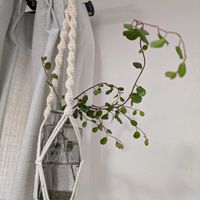 ワイヤープランツの画像