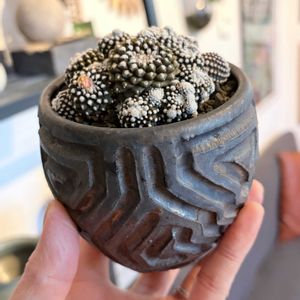 サボテン,コピアポア テヌイシマ,多肉植物,サボテン科,植木鉢の画像