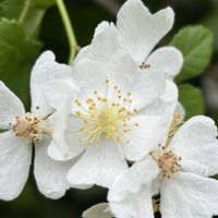 ノイバラ,ノイバラ,いつもありがとう,☆携帯撮影☆,真っ赤な火曜日の画像