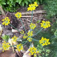 フェンネル,ウイキョウ（フェンネル）,ハーブ,花のある暮らし,キッチンの画像
