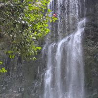 ツバキ,花のある暮らし,植物好き,自然の不思議,天ケ瀬町桜滝の画像