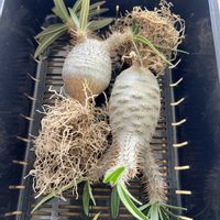 パキポディウム・グラキリス,パキポディウム・グラキリス,植え替え,塊根植物,コーデックスの画像