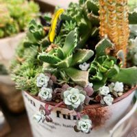 白樺キリン,白雪ミセバヤ,四海波,多肉植物,多肉寄せ植えの画像