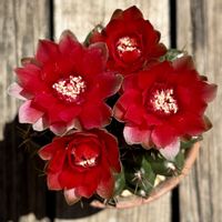 サボテン,緋花玉,多肉植物,鉢植え,ダイソーの画像
