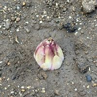 カサブランカ,カサブランカの球根,カサブランカの球根,カサブランカの芽,カサブランカの芽の画像