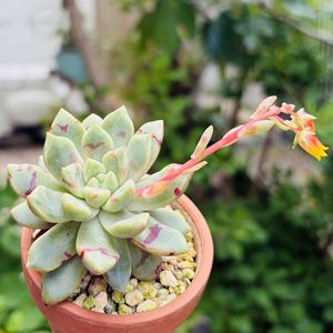 ブラッドスワロー,多肉植物,鉢植え,エケベリア属,花芽の画像