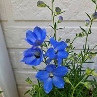 シャクヤク 乙女桜,デルフィニウム　チアブルー,デルフィニウム　チアブルー,鉢植え,明るい日陰の画像