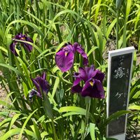 ハナショウブ,職場,植物のある暮らし,お花好き,お花のある暮らしの画像