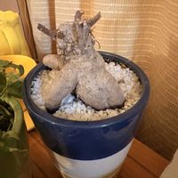 ガジュマルの画像