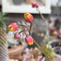 パーパソルム ホワイトフォーム,多肉植物,鉢植え,エケベリア属,花芽の画像