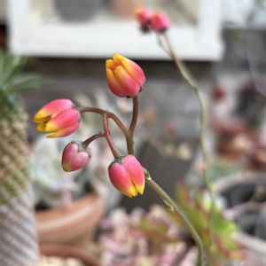 パーパソルム ホワイトフォーム,多肉植物,鉢植え,エケベリア属,花芽の画像