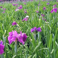 花菖蒲,大村公園の画像