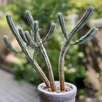 白樺キリン,多肉植物,子株,鉢植え,ユーフォルビアの画像