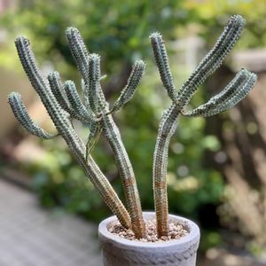 白樺キリン,多肉植物,子株,鉢植え,ユーフォルビアの画像