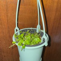 ペペロミア ジェミニ,ぺぺロミア,観葉植物,植え替え,吊り鉢の画像