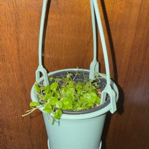 ペペロミア ジェミニ,ぺぺロミア,観葉植物,植え替え,吊り鉢の画像