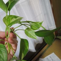 ポトス,ポトスハッピーデー,観葉植物,インテリアグリーン,珍奇植物の画像