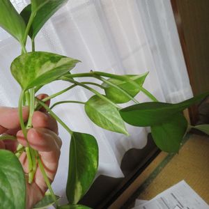 ポトス,ポトスハッピーデー,観葉植物,インテリアグリーン,珍奇植物の画像