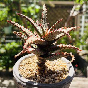 アロエ カスティロニアエ,アロエ  ハイブリッド,多肉植物,鉢植え,花芽の画像