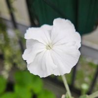 リクニス,リクニス オキュラータ,鉢植え,明るい日陰,プランターの画像