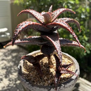 アロエ  ハイブリッド,パープルピープルイーター,アロエ　パープルピープルイーター,多肉植物,子株の画像