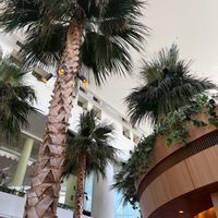 チェリーセージ,ノイバラ,ヤシの木,ヤシの木,ミ二バラの画像