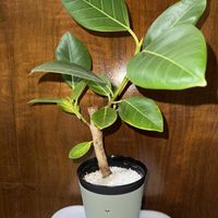 フィカス・アルテシマ,観葉植物,植え替え,フィカス属の画像