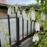 ホタルブクロの画像