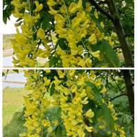 キバナフジ,家で咲いている花,キングサりの画像