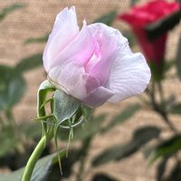 ハイビスカス,ブーゲンビリア,リラ,ばら バラ 薔薇,お花は癒しの画像