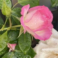 バラ,バラ ストロベリーアイス,ガーデニング,お花,ばら バラ 薔薇の画像
