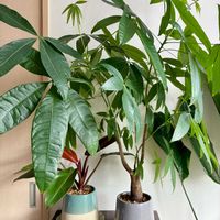 パキラ,フィロデンドロン,アロカシア,フィカス ベンガレンシス,観葉植物の画像