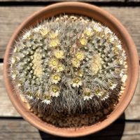 サボテン,白蛇丸,多肉植物,鉢植え,花芽の画像