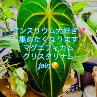 アンスリウム,アンスリウム マグニフィカム,アンスリウム  クリスタリナム,ワイルド,森林浴の画像