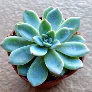 アルビカンス,多肉植物,ダイソー,北海道タニラー,ベランダの画像