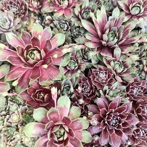 センペル,センペルビウム,多肉植物,軒下,センペルビウム属の画像