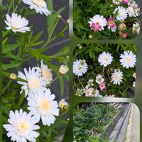 ネメシア,マーガレット,マツバギク,ビオラ,クモマグサの画像