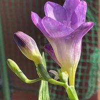 フリージア,2025年“ 秋 “ ｱﾛの秋植え球根♡の画像