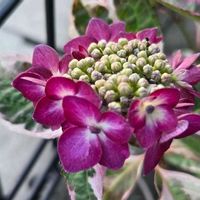 ヒメヒオウギ,ヒメヒオウギ,ベゴニア,ベゴニア,紫陽花 プレミアム ハイドランジア オーロラレッドの画像