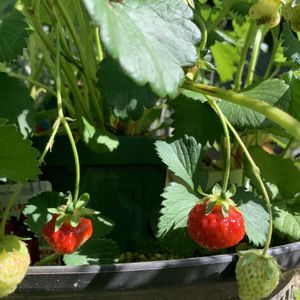イチゴ,いちご,鉢植え,ガーデニング,植木鉢の画像